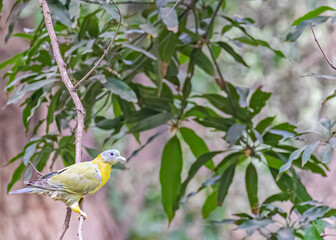 A yellow footed Green Pigeon on a tree