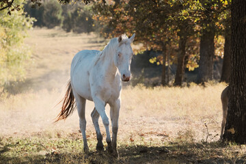 Obraz na płótnie Canvas Young white horse in Texas farm field during autumn season.