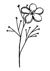 Clipart of outline wild plant. Hand drawn vector illustration. Black ink floral sketch isolated on white. Botanical vintage element for design, card, print, decoration.
