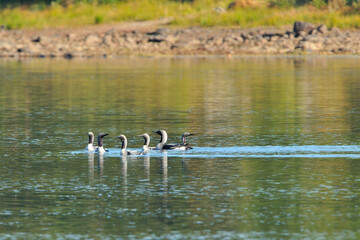 Prachttaucher im Herbst in Schweden