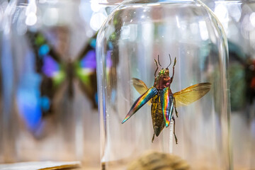 closeup of an insect in a glass jar in a store