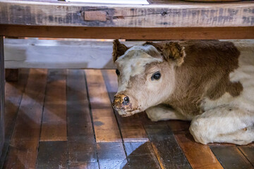 stuffed baby cow under a bench in a store