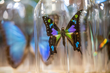 closeup of a butterfly in a glass jar in a store