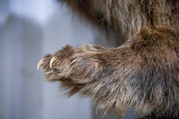closeup of an animal paw and claws in a store