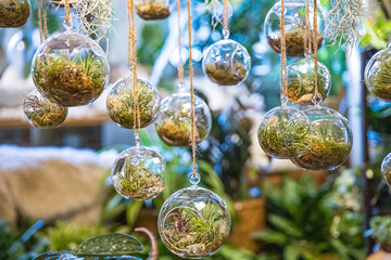 hanging glass terrarium with air plants inside
