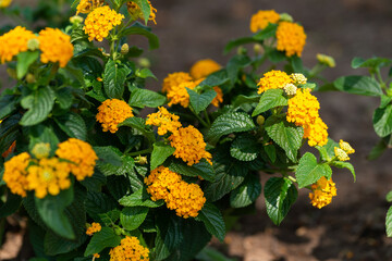 gelb blühende hecke