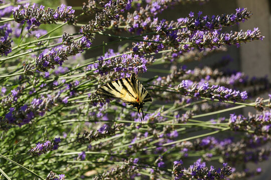 Mediterranes Detail - Segelfalter an Lavendelbl&uuml;ten