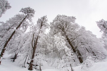 Trees covered with freshly fallen snow, shot from bottom to top with a fisheye