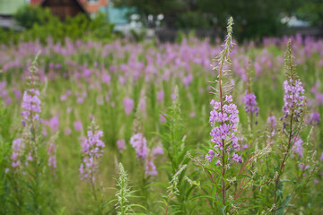 Pink flowers of cypress,Epilobium or Chamerion narrow-leaved, in flower ivan-tea. High quality photo