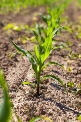 young green immature corn in the field