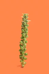 Fotobehang Minimal organic vegan concept. Fresh vibrant brussel sprouts stem against terracotta background. © DPA