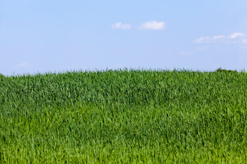 green cereals are immature in an agricultural field
