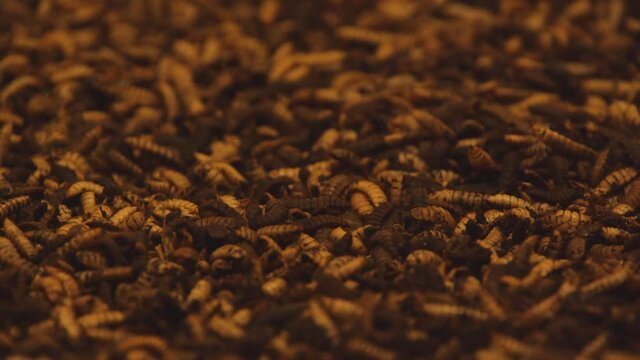 A macro shot of a group of maggots in 4K