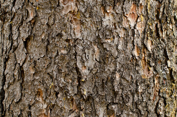 Bark on a tree vertical