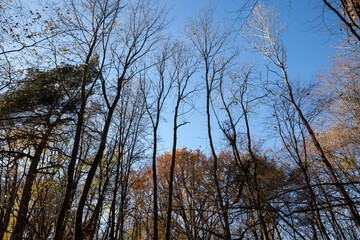 deciduous trees during leaf fall in autumn