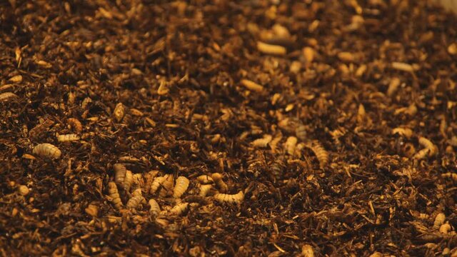 A macro shot of a group of maggots in 4K