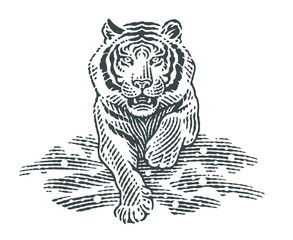 Winter. Snow and tiger. Hand drawn engraving style vector illustration.Hand drawn engraving style vector illustration.