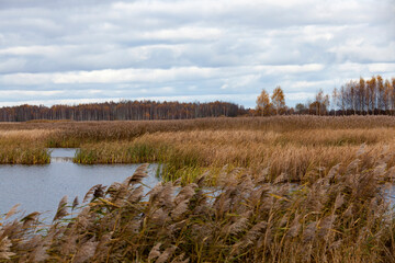 dry grass in a swampy area in the autumn season