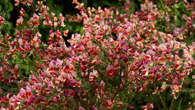 A blooming Cytisus flowers in the garden in 4K
