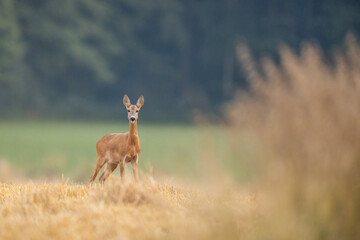 Roebuck (Capreolus capreolus) Roe deer