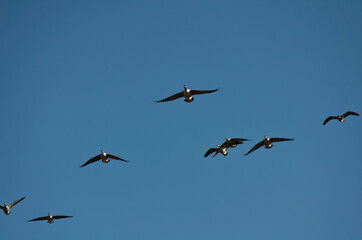 A Flock of Geese Flying in the Blue Sky