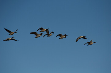A Flock of Geese Flying in the Blue Sky
