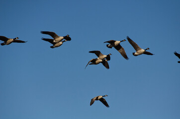 A Flock of Geese Flying in the Blue Sky
