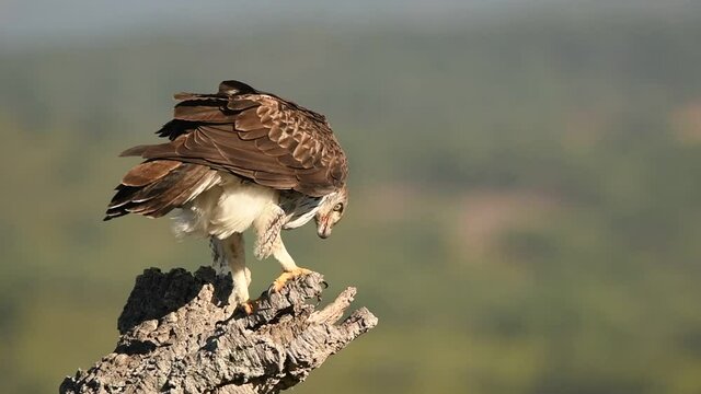 Aguila perdicera se come su presa sobre la roca
