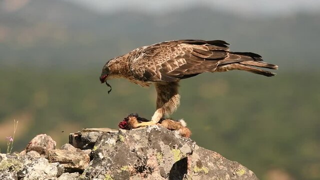 Aguila perdicera se come su presa sobre la roca