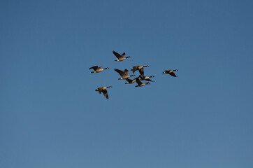 A Flock of Geese Flying in the Blue Sky