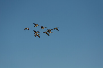 A Flock of Geese Flying in the Blue Sky