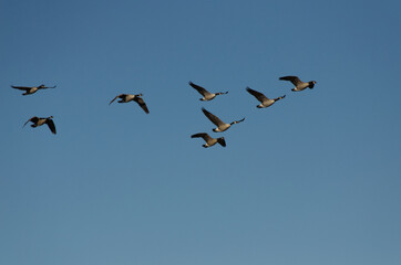 A Flock of Geese Flying in the Blue Sky