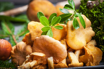 Assorted edible mushrooms on an old dark background. Vegetarian healthy product. Healthy lifestyle.