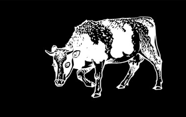 Vector cow walking ,isolated on black illustration,farm animal