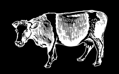 Vector cow walking ,isolated on black illustration,farm animal