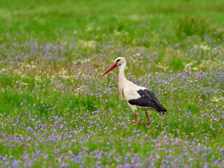 stork among the purple flowers on Lesvos In Greece