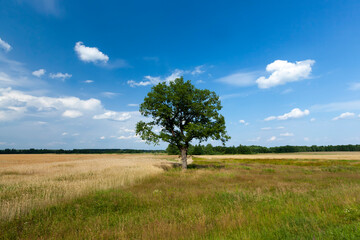 Fototapeta na wymiar one tree growing in the summer in the field