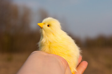 Yellow little chicken. sits on the arm