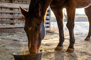 A brown horse with a large right knee eating out of a tub on the ground in a shed in the morning on...