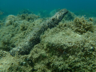 Naklejka na ściany i meble Cotton spinner or tubular sea cucumber, Holothuria (Holothuria) tubulosa, undersea, Aegean Sea, Greece, Halkidiki