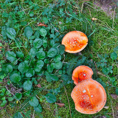 Pilz, Pilze in der Sächsischen Schweiz, Sachsen, Deutschland	