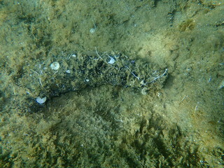 Cotton spinner or tubular sea cucumber, Holothuria (Holothuria) tubulosa, undersea, Aegean Sea, Greece, Halkidiki
