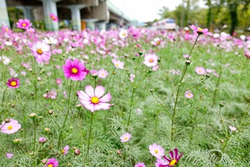 Obraz premium 꽃사진