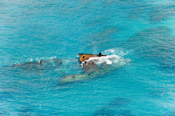 Fototapeta premium Shipwreck in the Carribean sea