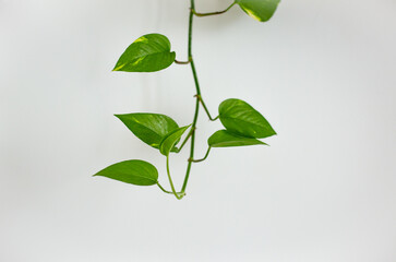 green leaves on a white background