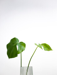 two monstera leaves in a glass vase on a white background. 