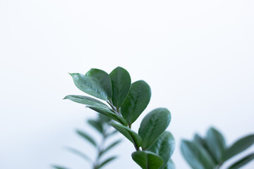 ZZ plant on a white background
