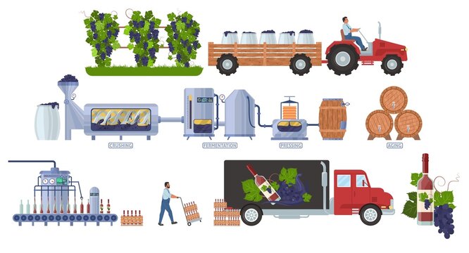 Wine production manufacturing process infographic, vector illustration. Winemaking steps, distribution, consumption.