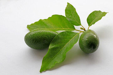 Gray background . Avocado plant and avocado fruit