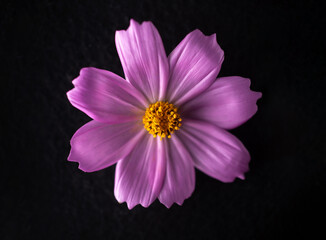 Studio shot of flower on black background. View from above.